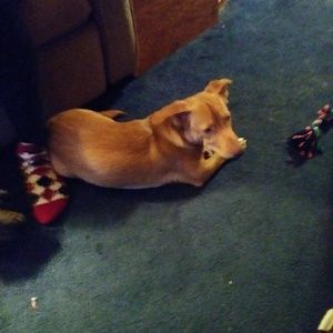 Meet your Posher, Donna